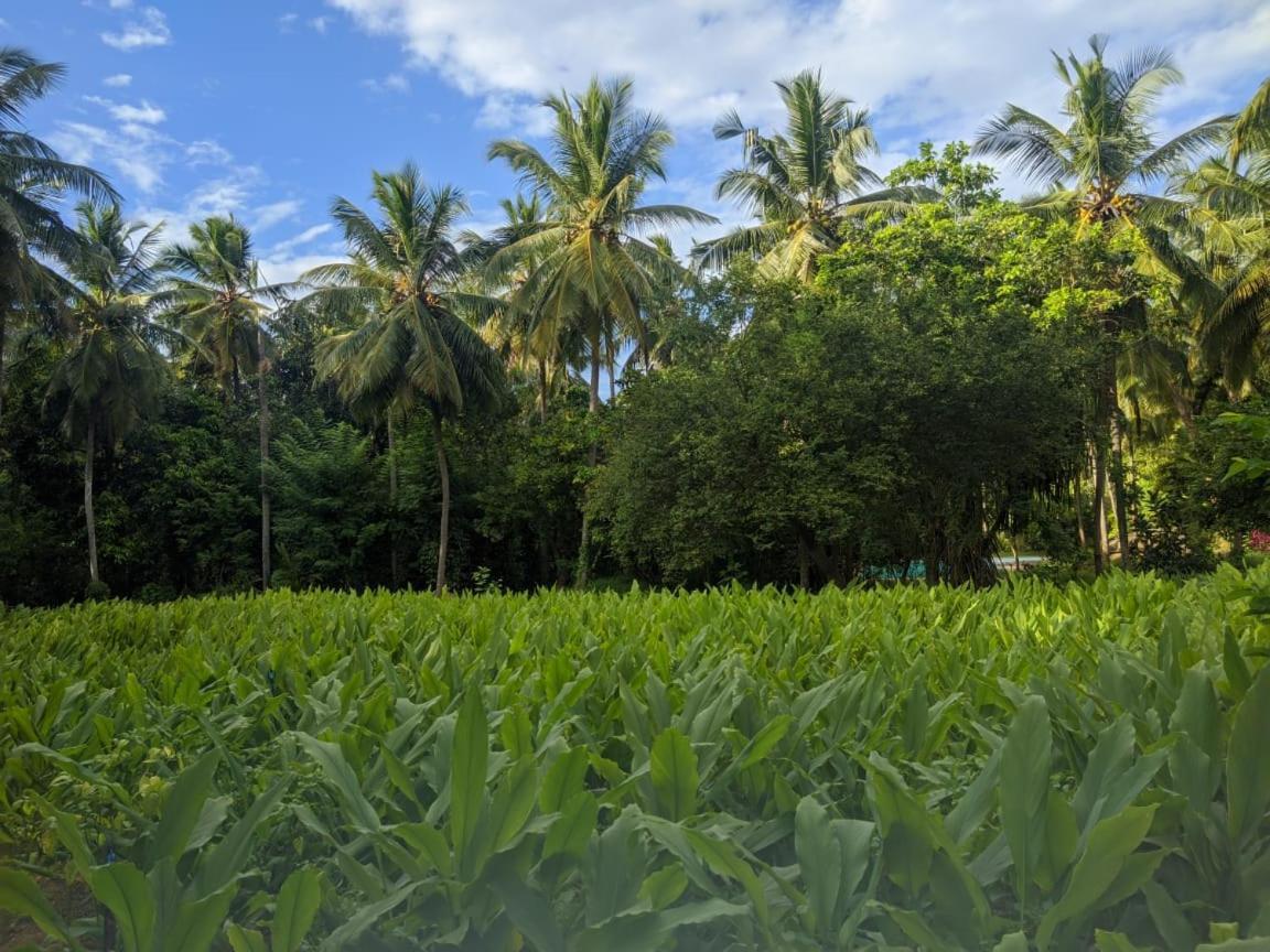 Soba Lanka Holiday Resort Melsiripura Exterior photo